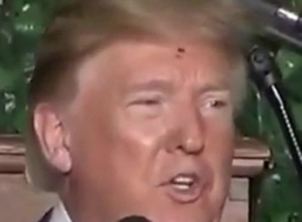 "Оранжевый, но не сладкий": Сеть развеселил жук, ползающий по Трампу (ВИДЕО)