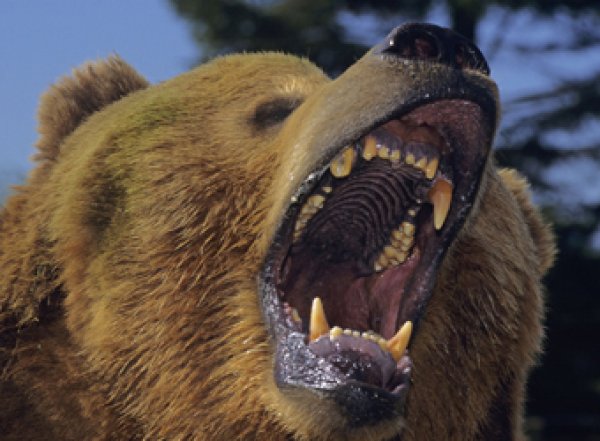 В Канаде медведь съел известного французского композитора