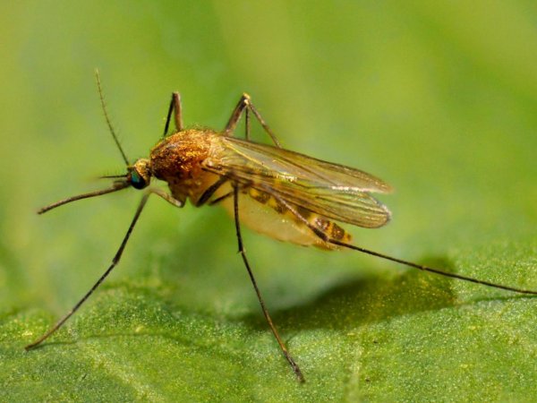 СМИ: россиянам угрожают смертельные лихорадки из-за комаров