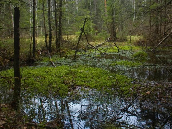 "Полный желудок грязи": в Ленобласти нашли еще один "перевал Дятлова"