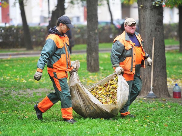 СМИ: мэрия Москвы потратила 850 млн за вывоз опавших листьев, которые нельзя собирать