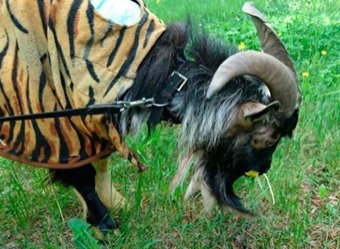 Умер друг тигра Амура козел Тимур