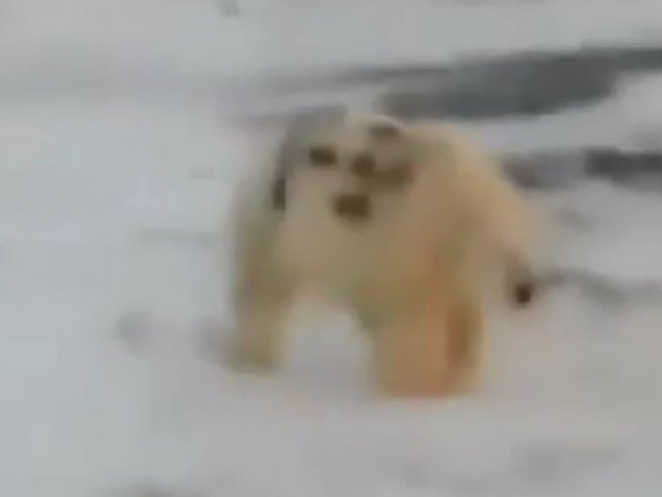 "Вояки шуткуют": видео с надписью "Т-34" на боку белого медведя возмутило зоозащитников