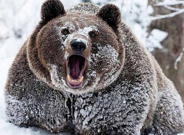 Под Иркутском медведь-шатун залез в дом через окно, съел мужчину и сбежал