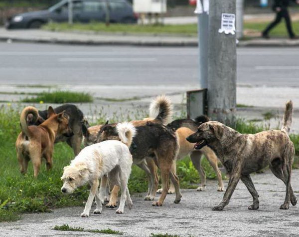 В Воронеже собаки играли человеческой головой во дворе жилого дома