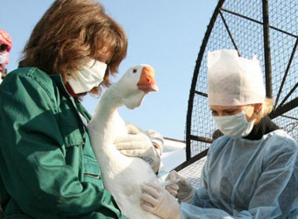 Россиянам грозит опасность от птичьего гриппа
