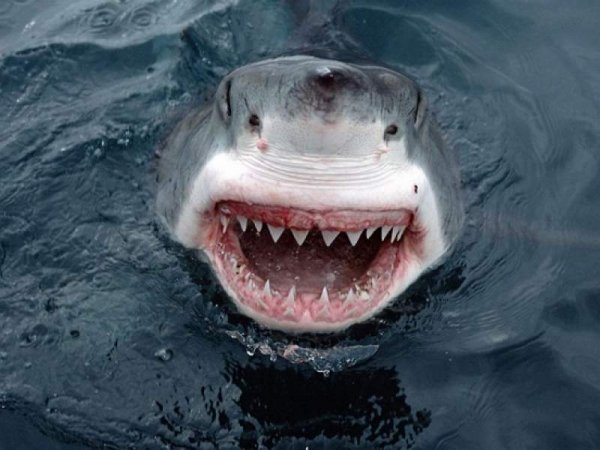 У берегов Австралии акулы съели немецкого футболиста