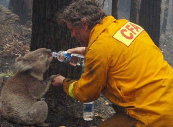 Более 1 млрд животных погибло в страшшных пожарах в Австралии