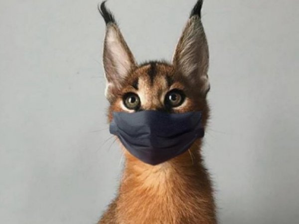 Домашним животным грозит карантин из-за коронавируса — их уже наряжают в маски (ФОТО)