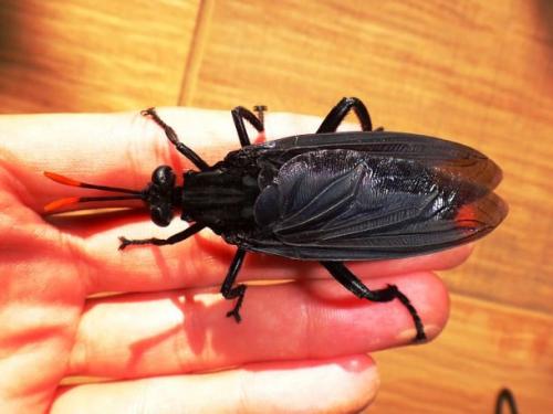 Поражающие воображение насекомые-гиганты