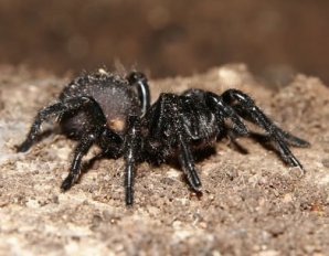 Эти 15 существ прикончат вас за 4 минуты