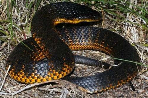 Эти 15 существ прикончат вас за 4 минуты