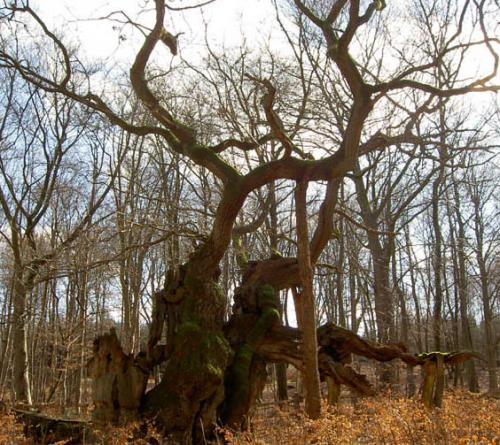 Старейшие деревья в мире