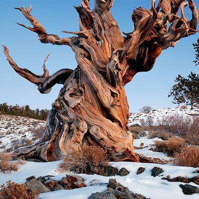 Старейшие деревья в мире