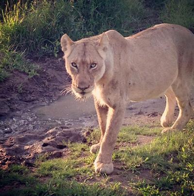Последние фотографии звезд из Твиттеров