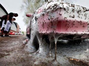 Голодные  гусеницы напали на автомобиль
