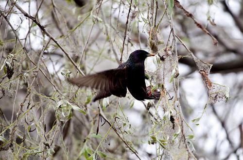 Голодные  гусеницы напали на автомобиль