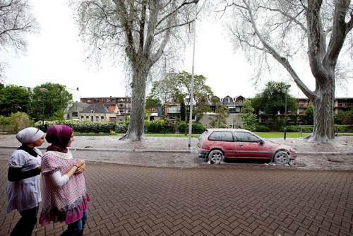 Голодные  гусеницы напали на автомобиль