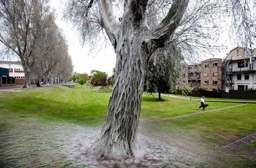 Голодные  гусеницы напали на автомобиль