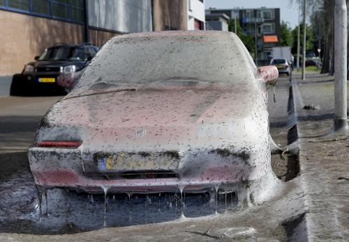 Голодные  гусеницы напали на автомобиль