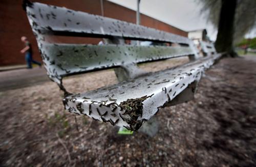 Голодные  гусеницы напали на автомобиль