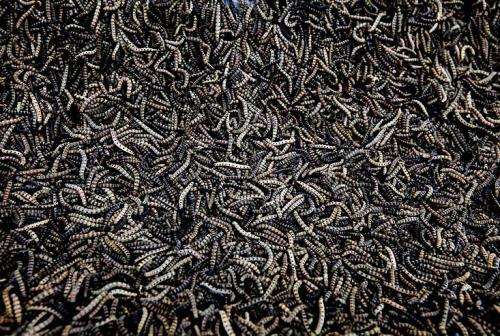 Голодные  гусеницы напали на автомобиль