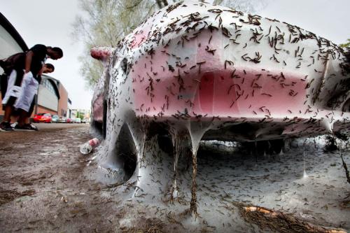 Голодные  гусеницы напали на автомобиль