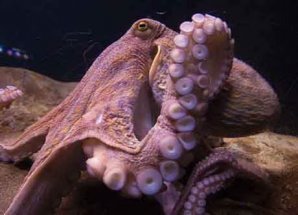 Самые умные животные нашей планеты