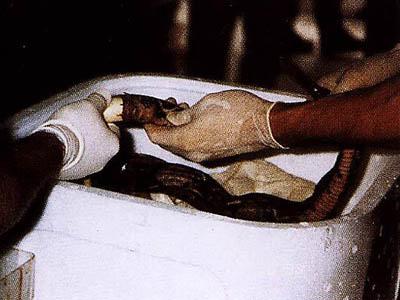 Топ-40 самых необычных способов контрабанды наркотиков