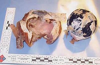 Топ-40 самых необычных способов контрабанды наркотиков