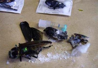 Топ-40 самых необычных способов контрабанды наркотиков