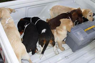 Топ-40 самых необычных способов контрабанды наркотиков