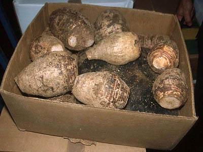 Топ-40 самых необычных способов контрабанды наркотиков