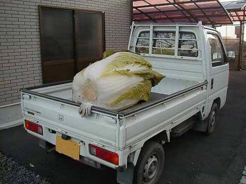 Животные-монстры живут рядом