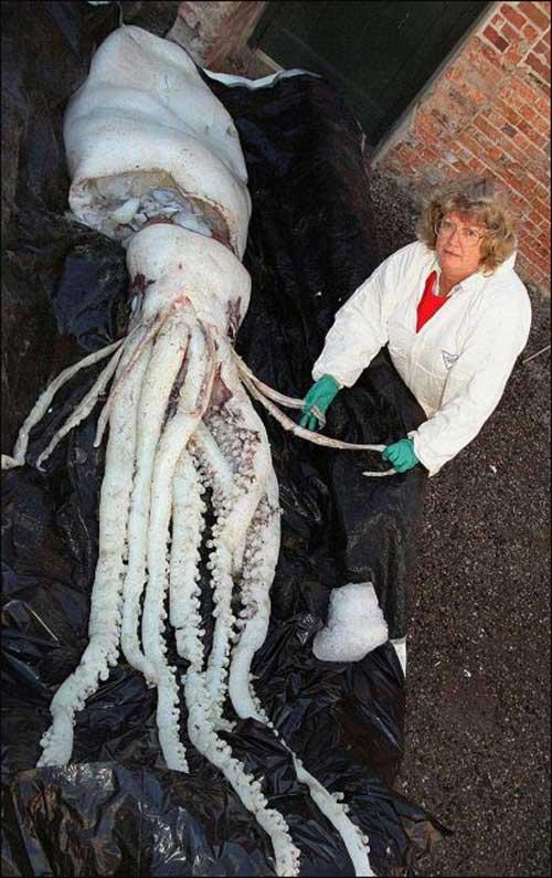 Животные-монстры живут рядом