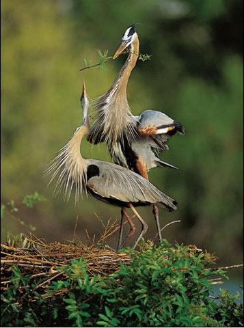 Nature’s Best Photography Awards: лучшие фото за 10 лет