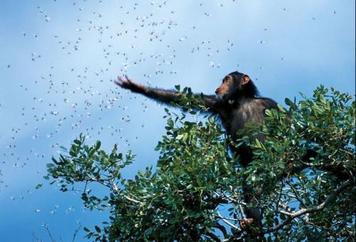 Nature’s Best Photography Awards: лучшие фото за 10 лет