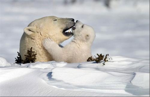 Nature’s Best Photography Awards: лучшие фото за 10 лет