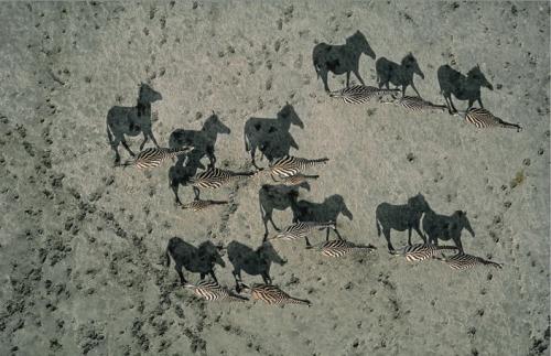 Nature’s Best Photography Awards: лучшие фото за 10 лет