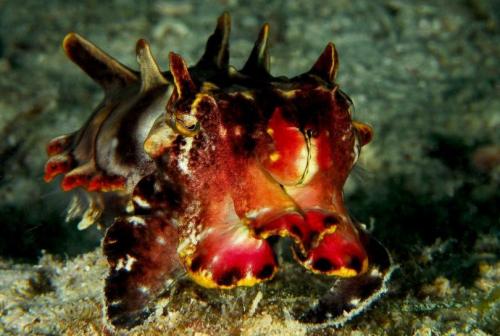 Самые маленькие и смертельно опасные существа на земле