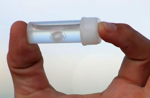 Самые маленькие и смертельно опасные существа на земле