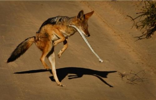 Лучшие фотографии 2010 года по версии PhotoRadar