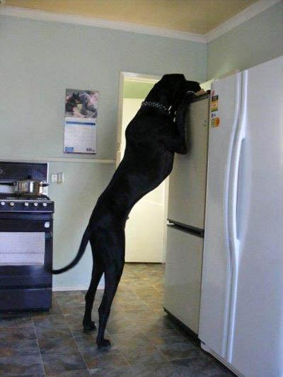 В США живет собака-великан под 2 метра ростом