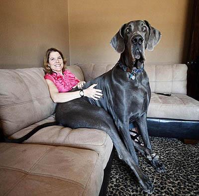 В США живет собака-великан под 2 метра ростом