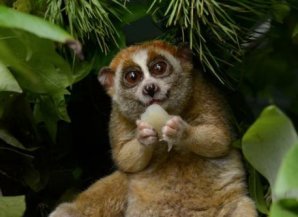 10 ядовитых животных, о которых не все догадываются