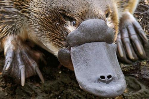 10 ядовитых животных, о которых не все догадываются