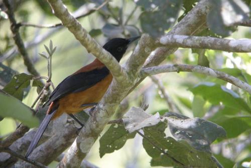 10 ядовитых животных, о которых не все догадываются