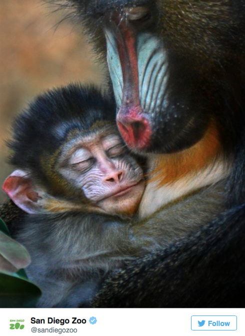 Зоопарки со всего мира устроили конкурс на самое милое фото животных