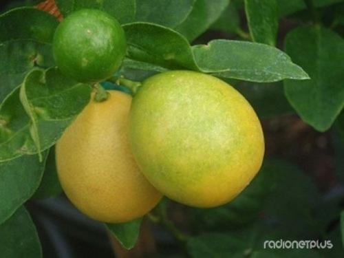 Необычные фрукты и ягоды