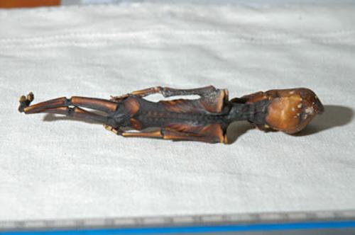 Артефакты, которые могли оставить на земле пришельцы